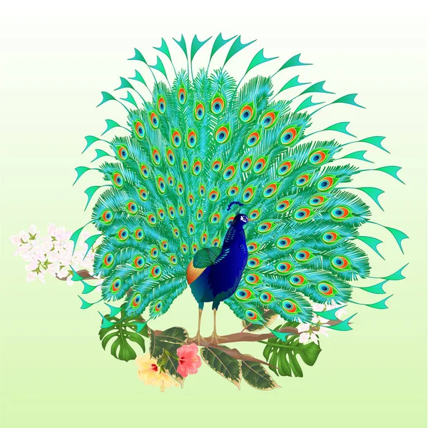 Beauty Peacock Tropical Bird Branch Hibiscus Ficus Philodendron Watercolor Vintage — Stock Vector