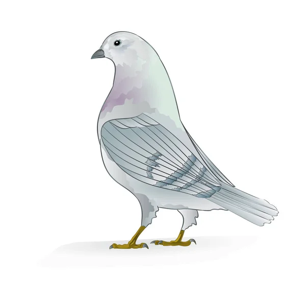 Porteur Blanc Pigeon Races Domestiques Oiseaux Sport Sur Fond Blanc — Image vectorielle