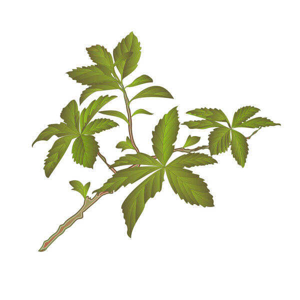 Twig decorative shrub colorful green leaves on a white background vintage vector illustration editable Hand draw