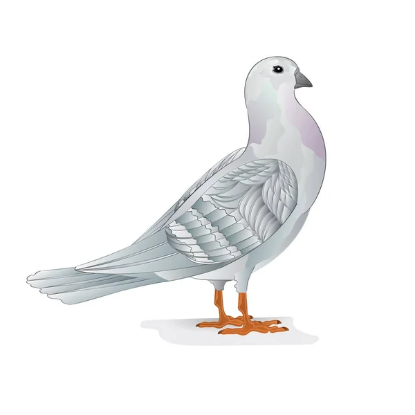 Pombo Correio Branco Pomba Raças Domésticas Esportes Aves Fundo Branco — Vetor de Stock