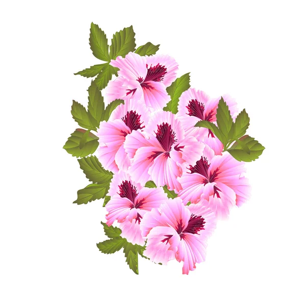 Pelargonium Geranium Verano Rosa Flores Hojas Sobre Fondo Blanco Elementos — Vector de stock