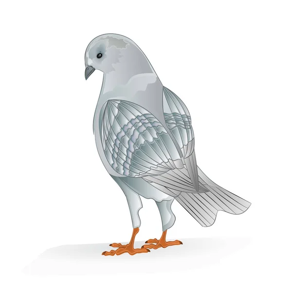 ハト白繁殖鳥国内品種白背景ヴィンテージベクトル動物イラストにスポーツ鳥をデザイン編集可能な手描き — ストックベクタ