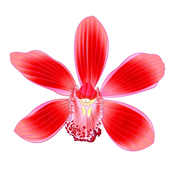 Orquídea Tropical Cymbidium Flor Roja Realista Sobre Fondo Blanco Vintage — Vector de stock