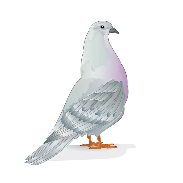 Zuchtvogel Weiße Taube Haustierrassen Sportvogel Auf Weißem Hintergrund Vektor Tiere — Stockvektor