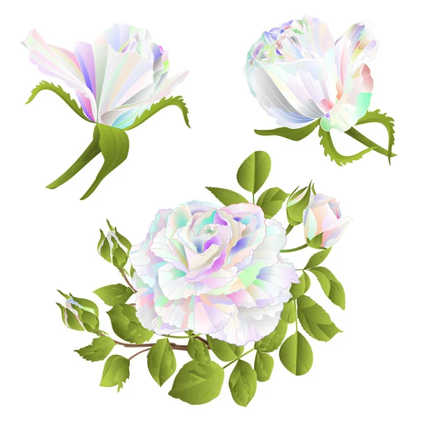 五颜六色的玫瑰和芽在白色背景设置第一个复古矢量植物插图可编辑的手绘 — 图库矢量图片