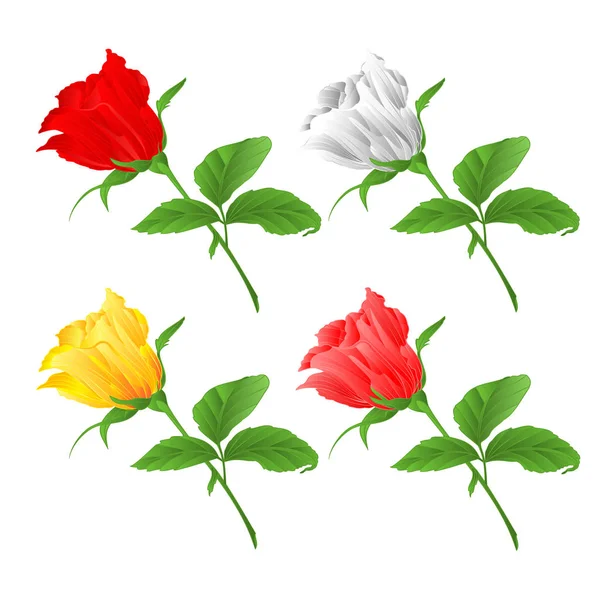 Ρόουζμπαντ Σετ Κίτρινο Και Ροζ Τριαντάφυλλα Κλαδί Φύλλα Λευκό Φόντο — Διανυσματικό Αρχείο
