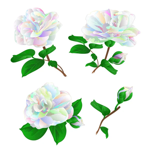 Fleur Multicolore Camellia Japonica Avec Des Bourgeons Fixés Sur Fond — Image vectorielle