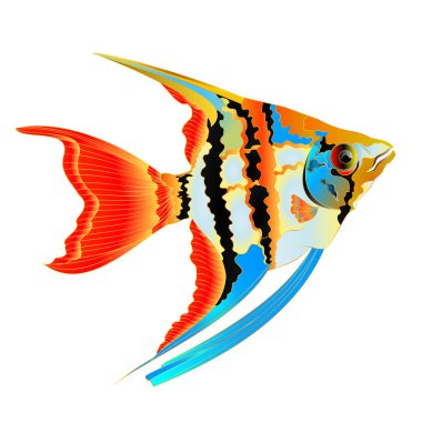 Tatlı su Pterophyllum Scalare Amazon çeşitli Angelfish akvaryum balık Izole beyaz arka plan vintage vektör illüstrasyon editable el çizmek