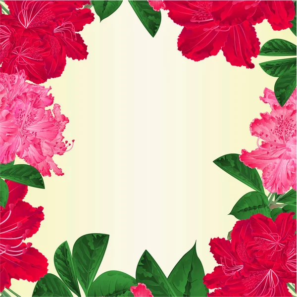 Κορνίζα Λουλούδια Ροζ Λευκό Και Κόκκινο Ροδοντενδρόνια Κλαδί Βουνό Θάμνος — Διανυσματικό Αρχείο