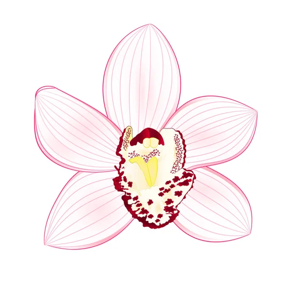Trópusi Orchidea Cymbidium Fehér Virág Reális Fehér Háttér Vintage Vektor — Stock Vector