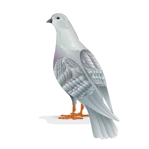 白い鳩繁殖鳥国内品種白い背景にスポーツ鳥ヴィンテージベクトル動物イラストデザイン編集可能な手描き — ストックベクタ