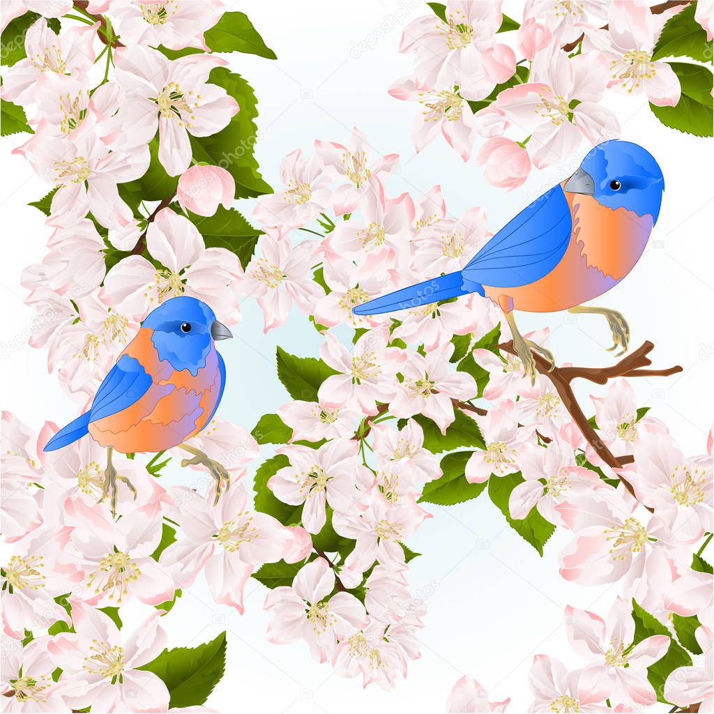 Seamless texture thrush small  birds  Bluebirds  on a apple tree with flowers vintage vector illustration editable hand draw