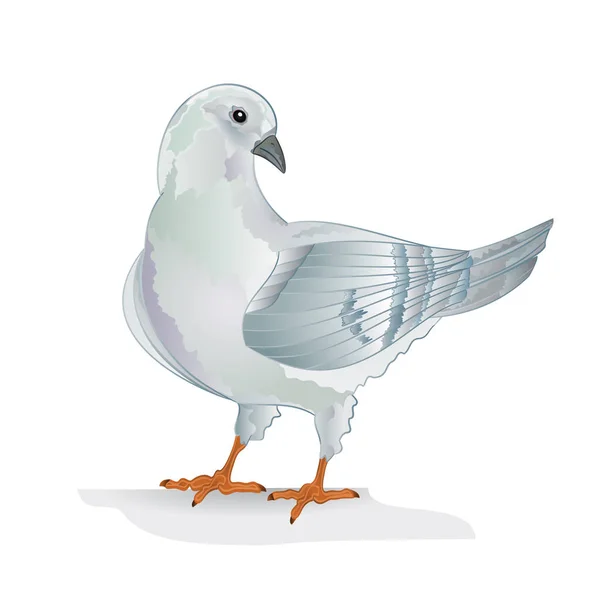 Witte Duif Duif Fokkenvogel Binnenlandse Rassen Sport Vogel Witte Achtergrond — Stockvector