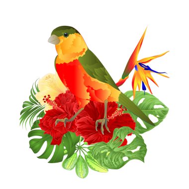 Tropikal kuş sevimli küçük komik kuş ve kırmızı ebegümeci ve Strelitzia reginae monstera palmiye suluboya tarzı beyaz bir arka plan vintage vektör illüstrasyon editable el çizmek