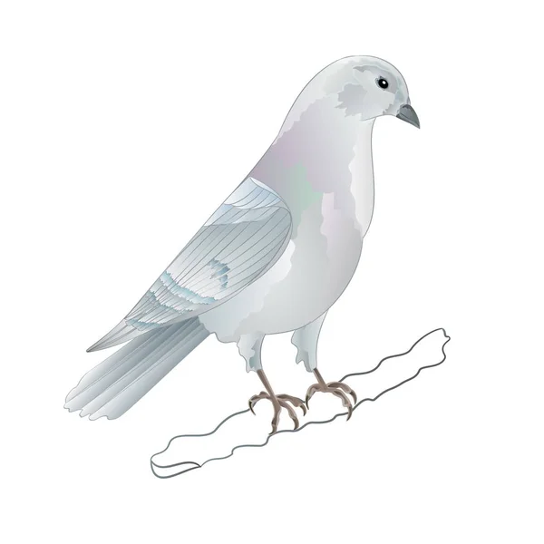 Carrier Pigeon Vit Tamraser Sports Bird Vintage Vektor Illustration För — Stock vektor