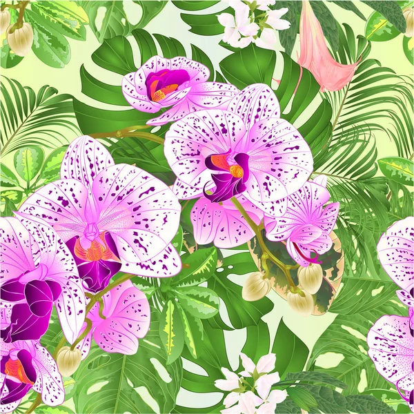 无缝纹理热带花卉花卉安排美丽的兰花法拉内普斯紫色和白色与舍夫莱拉和Monstera复古矢量插图可编辑的手绘 — 图库矢量图片