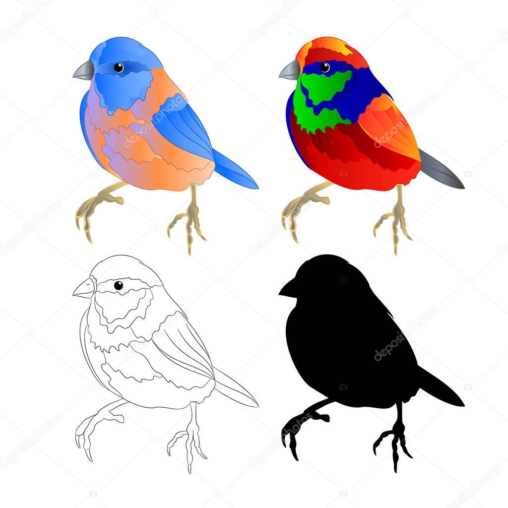 Bluebird small  thrush and tropical bird  outline and silhouette on a white background  vintage vector illustration editable hand draw