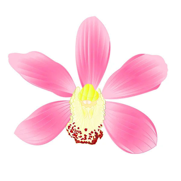 Orquídea Tropical Cymbidium Flor Rosa Realista Fundo Branco Vintage Vetor —  Vetores de Stock