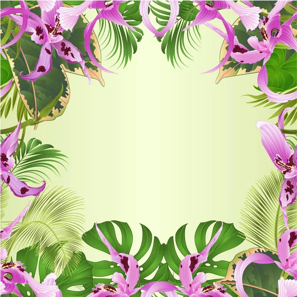 Borda Sem Costura Flores Tropicais Arranjo Floral Com Orquídea Dendrobium — Vetor de Stock