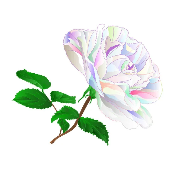 简单的彩色玫瑰茎与叶子自然和轮廓和剪影年份在白色背景矢量插图可编辑的手绘 — 图库矢量图片