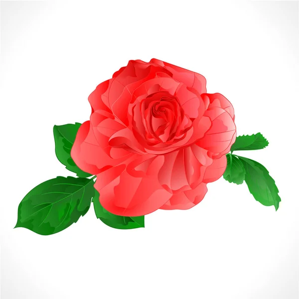 Rose Ροζ Και Φύλλα Λευκό Φόντο Vintage Διάνυσμα Βοτανική Εικόνα — Διανυσματικό Αρχείο