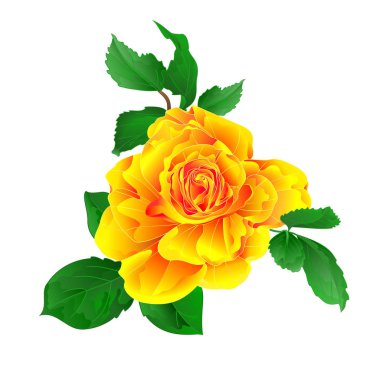 Kök çiçek sarı gül ve beyaz bir arka plan vintage vektör illüstrasyon editable el çizmek suluboya vintage bırakır 