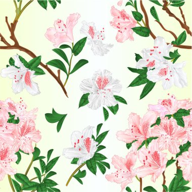 Dikişsiz doku ışık pembe ve beyaz rhododendrons dalları dağ çalı vintage vektör illüstrasyon değiştirilebilir el çizmek