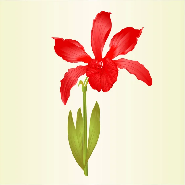 Τροπική Ορχιδέα Λουλούδι Cattleya Τύπου Υβριδική Ορχιδέα Μωβ Χρωματιστά Πέταλα — Διανυσματικό Αρχείο