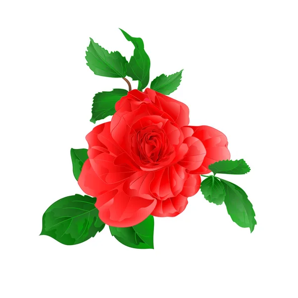 玫瑰粉红色与芽和留下自然水彩复古白色背景矢量插图可编辑的手绘 — 图库矢量图片