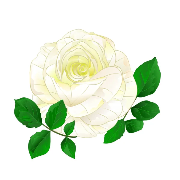 Rose Blanche Tige Simple Avec Feuilles Vintage Sur Fond Blanc — Image vectorielle