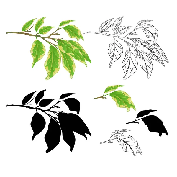 熱帯植物フィカスベンジャミナバリエーションフィカスブランチナチュラルとアウトラインとシルエットの白い背景ヴィンテージベクトルイラスト編集可能な手描き — ストックベクタ