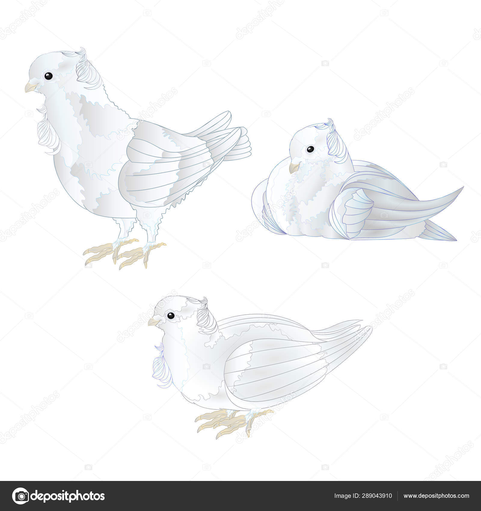 Ornamental White Doves Cute Small Birds Set White Background