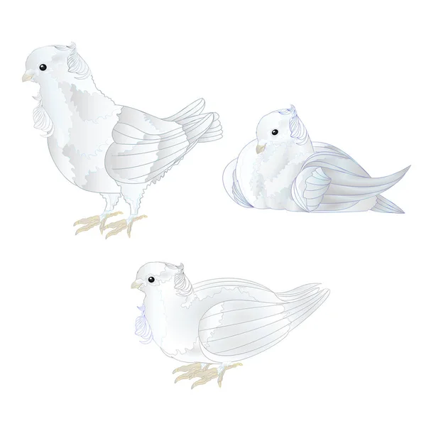 Pombas Brancas Ornamentais Bonito Pequenos Pássaros Definido Fundo Branco Vetor —  Vetores de Stock