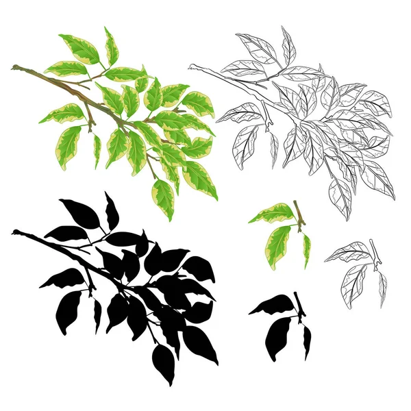 Tvig Plante Tropicale Ficus Benjamina Ficus Panaché Naturel Contour Silhouette — Image vectorielle