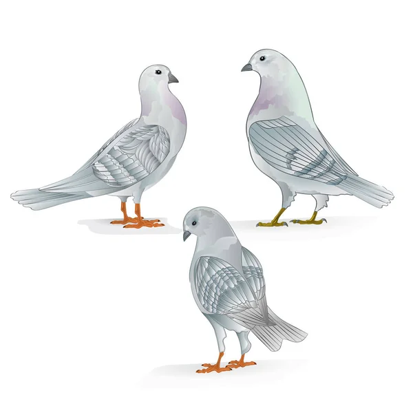 Weiße Brieftauben Haustierrassen Sportvögel Jahrgang Set Drei Vektortiere Illustration Für — Stockvektor