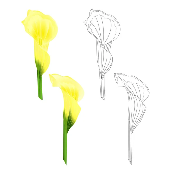 Calla Lilie Žluté Květiny Přírodní Pěstované Okrasné Rostliny Přirozené Obrysový — Stockový vektor