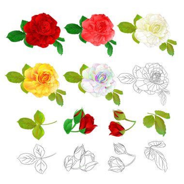 Kırmızı pembe beyaz sarı renkli ve anahat doğal ve anahat beyaz arka plan boyama el vektör çizim