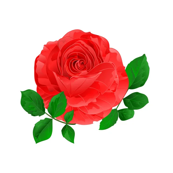Rose Ροζ Απλό Στέλεχος Φύλλα Εκλεκτής Ποιότητας Λευκό Φόντο Vintage — Διανυσματικό Αρχείο