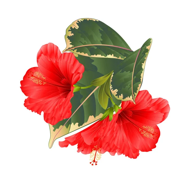 Tropical flowers  floral arrangement, with red hibiscus and  ficus on a white background vintage vector illustration  editable hand draw
