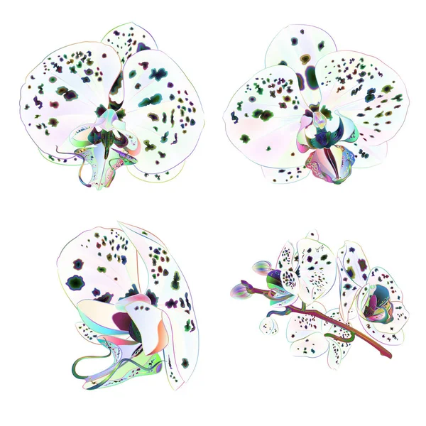 白い背景ヴィンテージベクトルイラスト編集可能な手描きのドットマルチカラークローズアップ美しい花分離セット第3セットを持つ蘭ファラエノプシス — ストックベクタ
