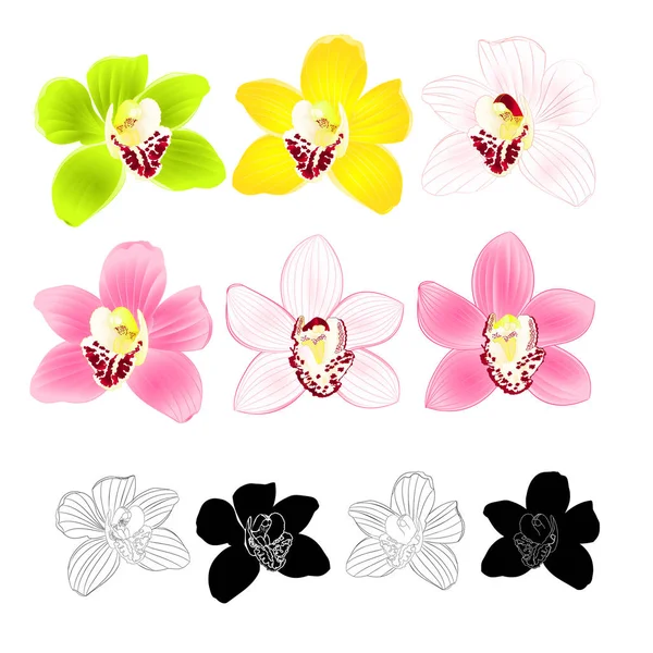 Orchidée Tropicale Cymbidium Vert Rose Jaune Fleur Blanche Réaliste Contour — Image vectorielle