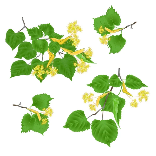 Tilia Linden Tvigs Leaves Linden Flowers Set White Background Vintage — Stock Vector