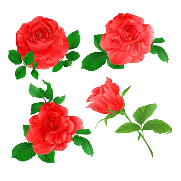 Rosas Conjunto Ramita Rosa Con Hojas Acuarela Conjunto Cuatro Sobre — Vector de stock