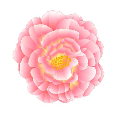 Beyaz arkaplanda, turuncu merkezli suluboya pembe bir vektör illüstrasyon düzenlenebilir el çizimi