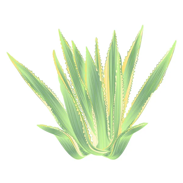 Agave Azul Aislado Sobre Fondo Blanco Vintage Vector Ilustración Editable — Vector de stock