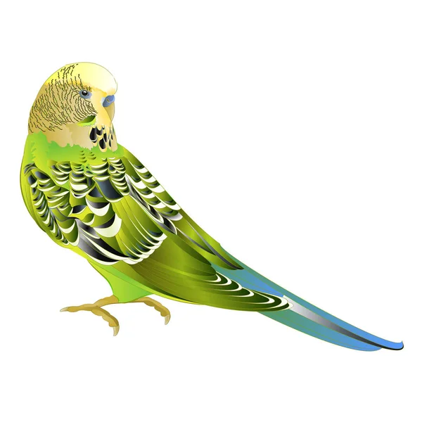 Periquito Verde Periquito Mascota Casera Periquito Mascota Periquito Concha Periquito — Archivo Imágenes Vectoriales