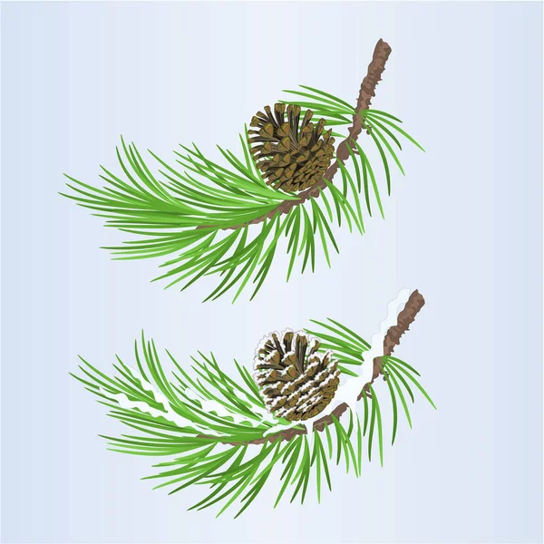 Pinheiro Branch Pine Cone Outonal Winter Snowy Natural Blue Background — Vetor de Stock