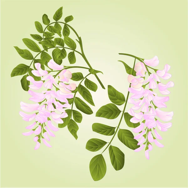 Çekirge ağacı dalları yapraklar ve çiçeklerle suluboya vintage vektör illüstrasyon düzenleme el çizimi