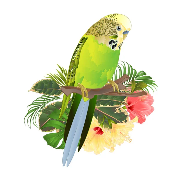 Zöld Budgerigar Házi Kedvencek Zöld Papagáj Egy Ágon Csokor Trópusi — Stock Vector