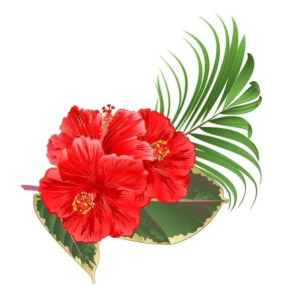 Тропические Цветы Цветочная Композиция Розовым Гибискусом Пальмового Фикуса Белом Фоне — стоковый вектор